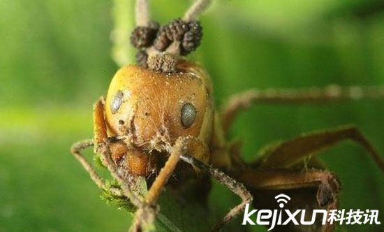 动物世界十大恐怖僵尸：人类僵尸有记录！