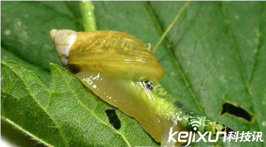 动物世界十大恐怖僵尸：人类僵尸有记录！