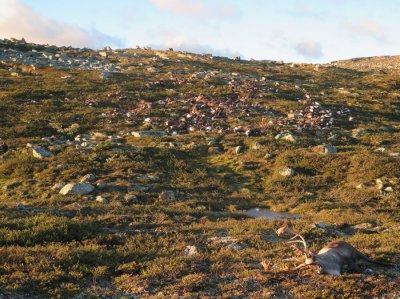 ​科学家研究“恐怖地景”：腐烂动物尸体也是生态系统重要一环