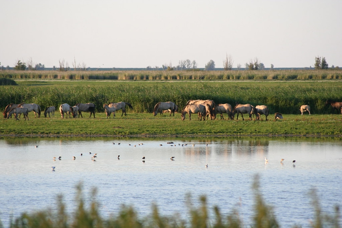 荷兰阿姆斯特丹东部的阿尔梅勒保护区（Oostvaardersplassen）。 照片来源：维基百科（CC BY-SA 3.0）