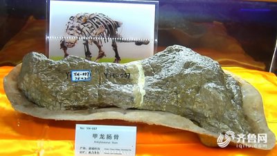 ​山东诸城臧家庄化石点采集的甲龙类右侧肠骨化石正式命名“诸城中国甲龙”