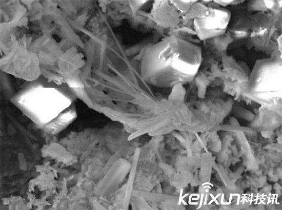 科学家声称发现外星生命存在证据 引争论