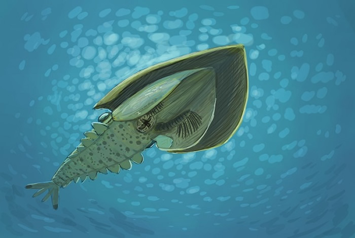 线纹心虾Cordaticaris striatus艺术复原图（绘画Joschua Knüppe）