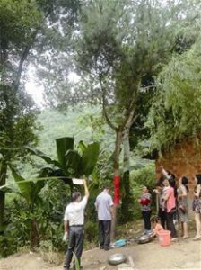 ​湖北一寺庙4棵松树好全国雨 一晚可接满一脸盆