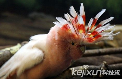 盘点动物世界十大老寿星：印度巨型陆龟活到226岁