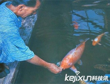 盘点动物世界十大老寿星：印度巨型陆龟活到226岁