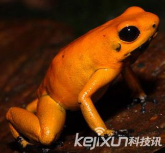 ​天下上最毒的“衰亡之蛙”揭秘 金毒镖蛙
