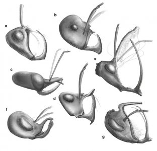 ​《当代生物学》（Current Biology）杂志：特化的捕食行为驱动了早期蚂蚁的辐