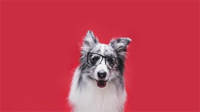 ​小狗狗(小狗狗一个比一个可爱萌，大家都喜欢哪一个狗狗啊)