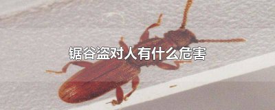 ​锯谷盗是什么虫子 锯谷盗是什么属