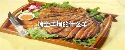 ​烤全羊是烤什么羊 烤全羊是哪种羊