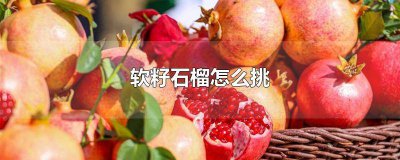 ​软籽石榴怎么挑? 软籽石榴怎么挑肉多