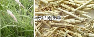 ​白茅根的作用和效果 白茅根的好处和坏处