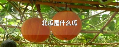 ​北瓜的恐怖简介 北瓜的恐怖传说 说明了什么