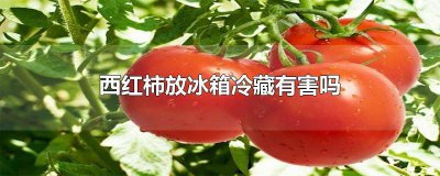 ​冰箱能冷藏西红柿吗?吃了有害吗? 请问西红柿放冰箱冷藏对身体有害吗