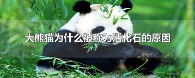 ​大熊猫为什么被称为活化石的原因 大熊猫为什么被称为活化石的原因之一