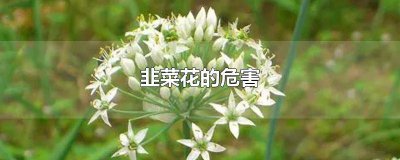 ​韭菜花的好处与坏处图片 韭花对人体有益吗