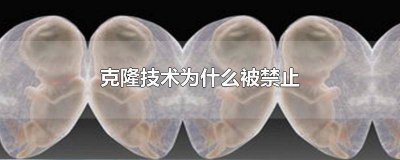 ​克隆技术被禁止了吗 克隆被禁止了吗