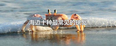 ​海边十种最常见的螃蟹图片 海边十种最常见的螃蟹百科