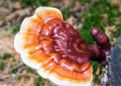 ​灵芝的正确吃法与用量灵芝和高丽参[灵芝怎么服用]