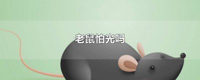 ​老鼠怕光吗晚上开灯还会有老鼠吗 老鼠怕光吗?