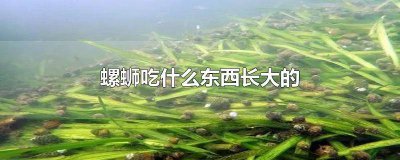 ​螺蛳粉螺蛳怎么吃 吃螺蛳的方法