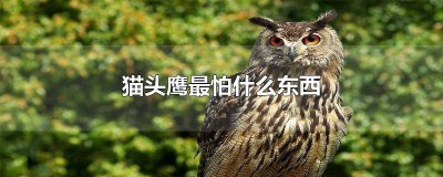 ​猫头鹰最怕什么东西视频 猫头鹰怕什么,喜欢什么地方