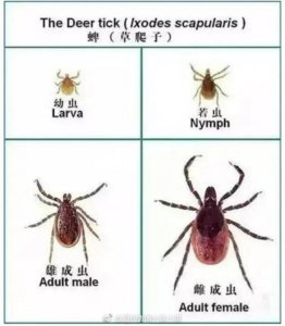 ​蜱虫叮咬后症状图片蜱虫咬了什么症状