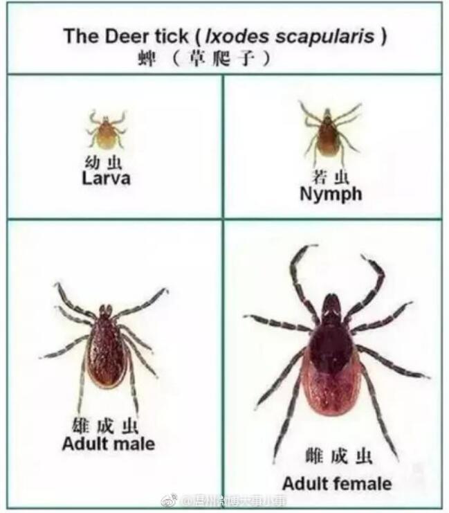 蜱虫叮咬后症状图片 蜱虫咬了什么症状