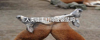 ​人可以打的过袋鼠吗 袋鼠会不会攻击人类