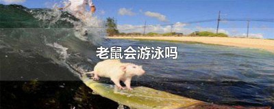 ​老鼠会游泳吗潜水吗 老鼠会游泳吗 ?