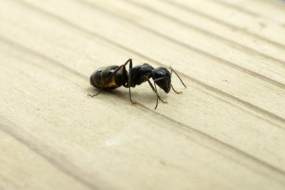 ​室内有蚂蚁怎么能去根（家里很多小蚂蚁如何消灭蚂蚁管用）