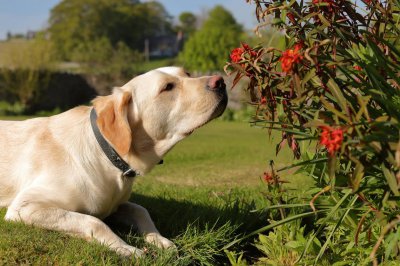 ​导盲犬是什么狗（导盲犬的选择一般是什么品种的狗狗）