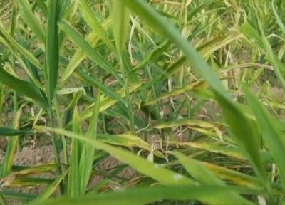 ​生姜不挖收怎么越冬（生姜不挖在田里能留多久）