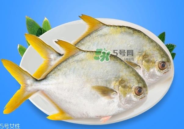 金鲳鱼的营养价值 金鲳鱼的功效作用