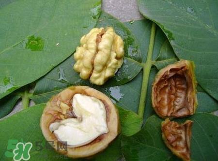 青皮核桃和干核桃哪个营养高？有什么区别？