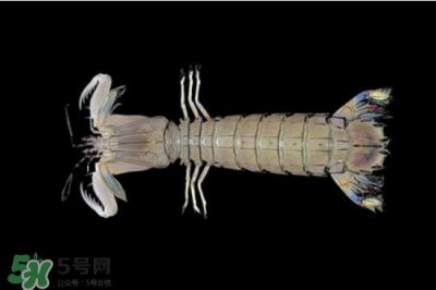 ​皮皮虾有黄吗？皮皮虾什么时候有黄？