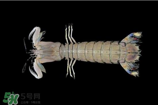 皮皮虾有黄吗？皮皮虾什么时候有黄？