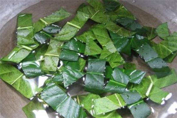 枇杷叶煮水用老叶还是新叶 枇杷叶煮水可以用新叶吗