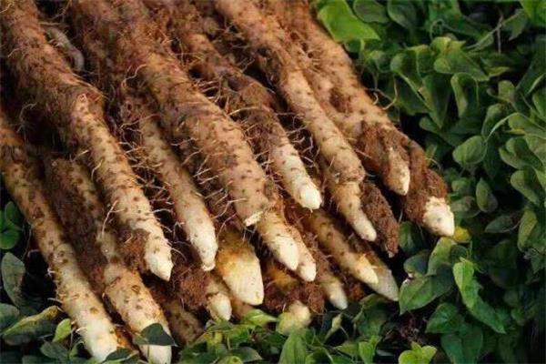 铁棍山药可以经常吃吗 铁棍山药的食用禁忌