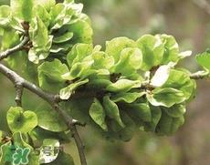 榆钱怎么保存时间长?新鲜榆钱怎么保存