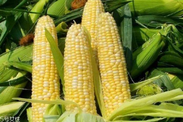 玉米须可以吃吗 玉米须可以抗溶血