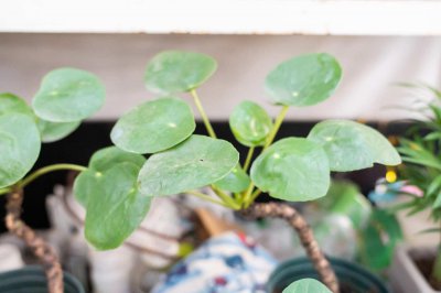​镜面草的养殖方法（水培和土培）