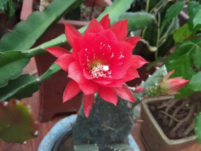 ​令箭花怎么修剪