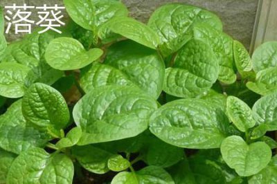 ​落葵和藤三七的区别
