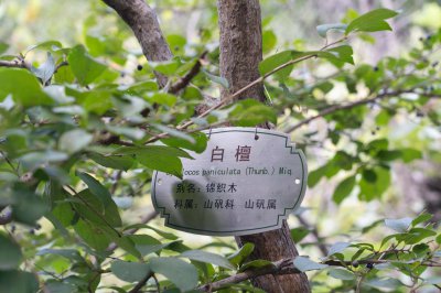 ​白檀夏天怎么养