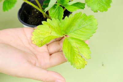 ​大棚草莓种植技术与管理方法