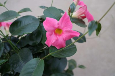 ​飘香藤什么时候开花
