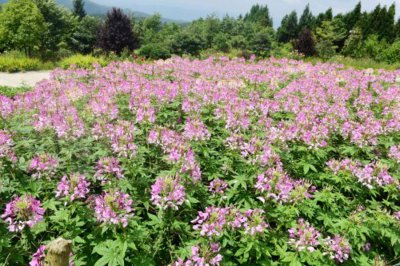 ​醉蝶花的养护要点