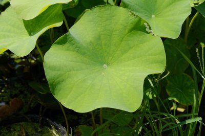 ​最漂亮荷花大全